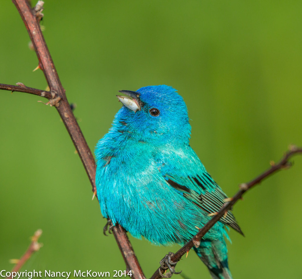Photographing Male Indigo Buntings and the Illusion of Seeing Blue