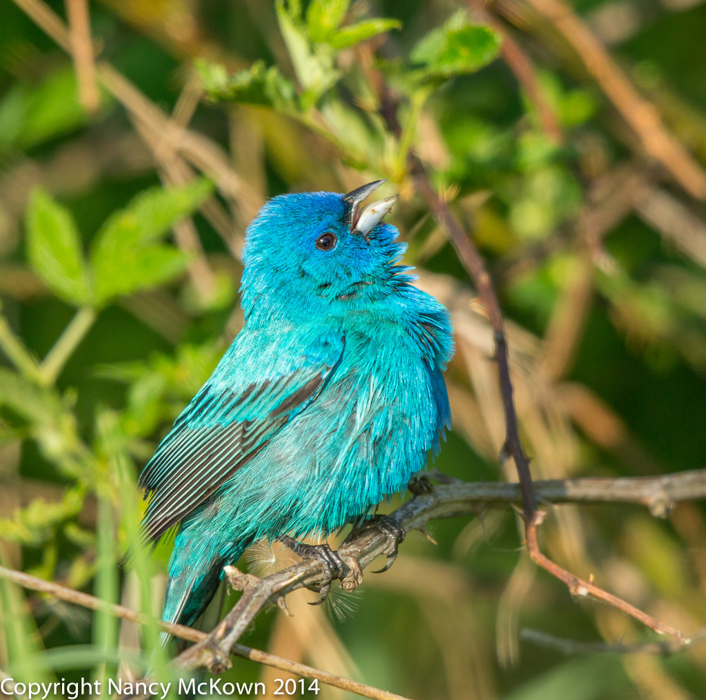 Photo of Male Indigo Bunting 