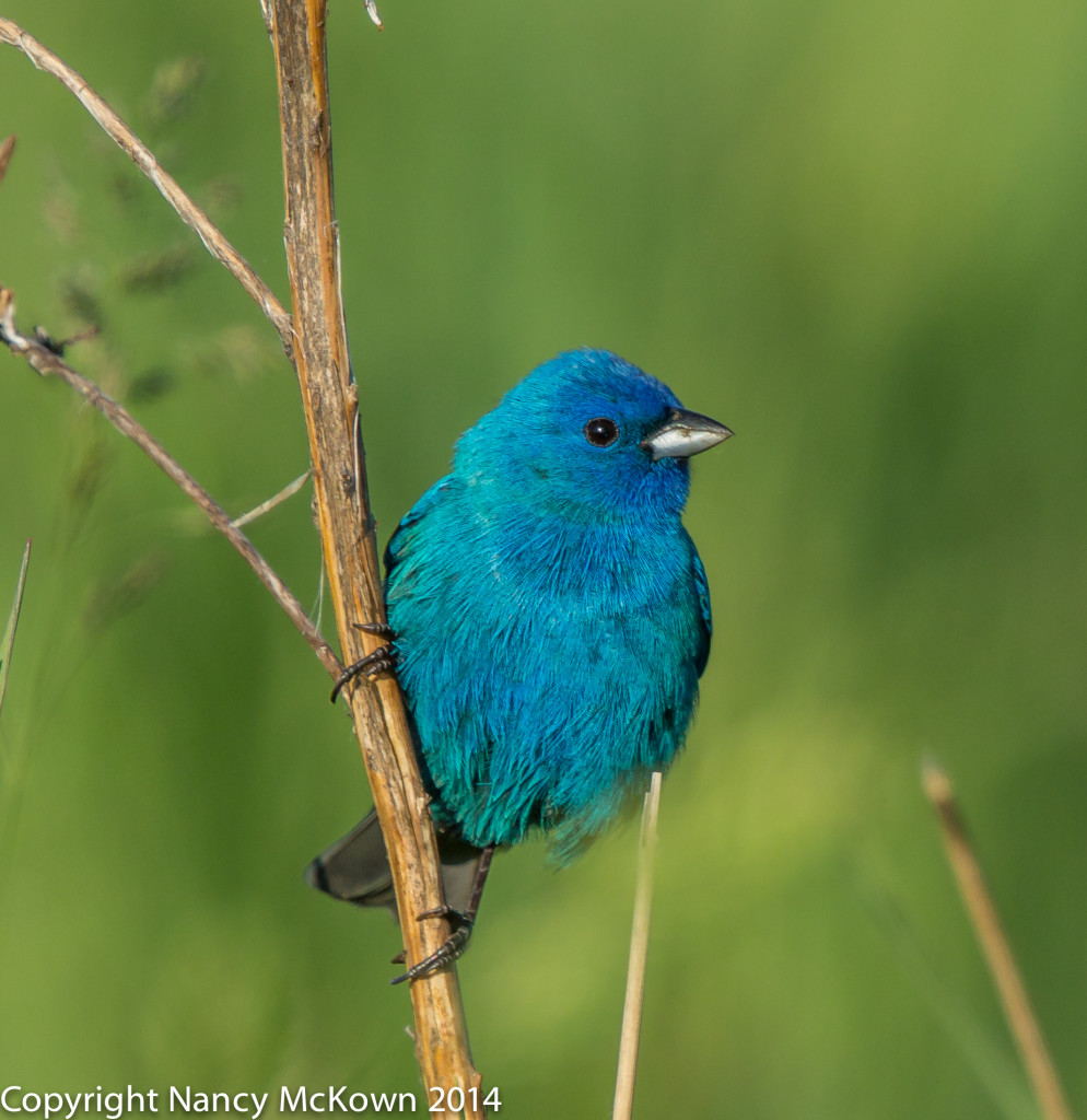 Photo of Male Indigo Bunting