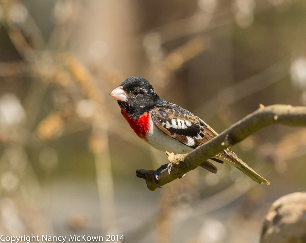 Photo of Male Rose Breasted Grosbeak