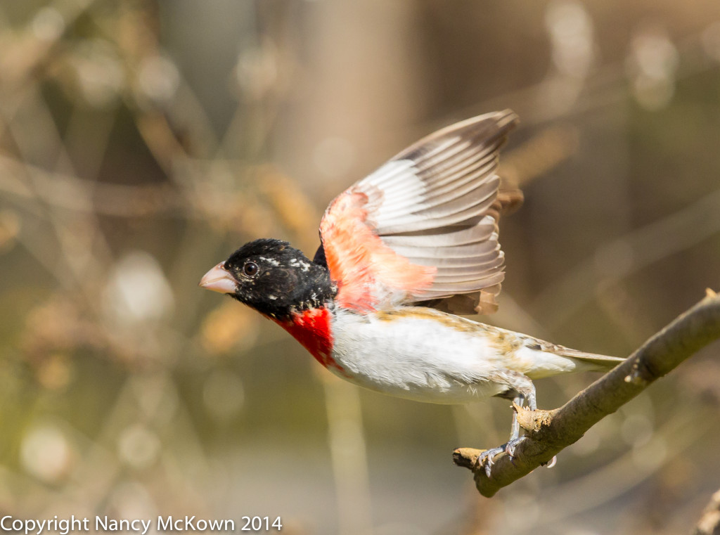 Photo of Male Red Breasted Grosbeak