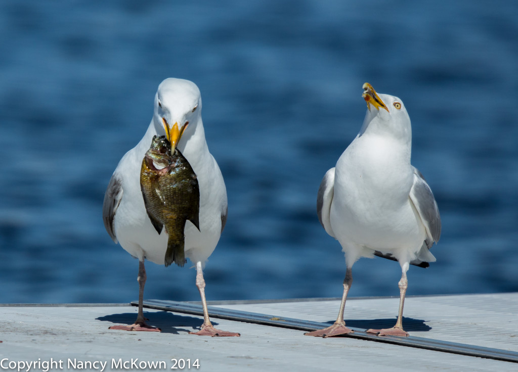 Seagulls2 NMcKown