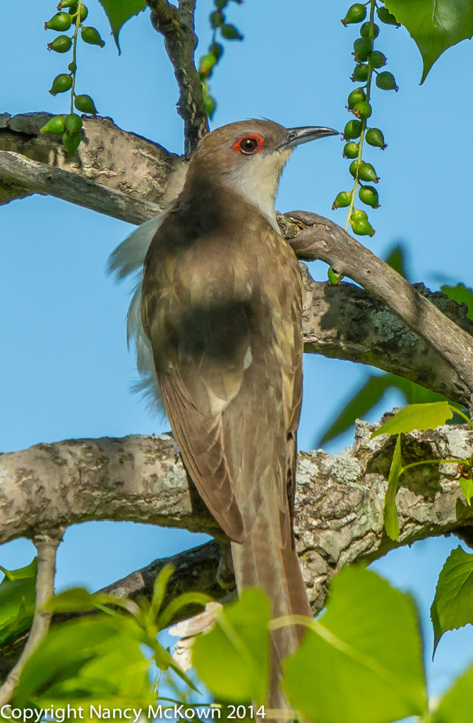 Photo of Black Billed Cuckoo