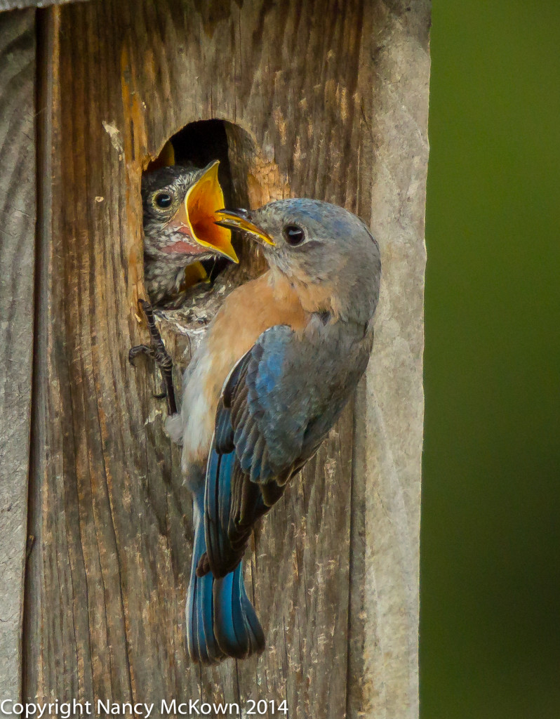 Photo of Female Bluebird Feeding Young