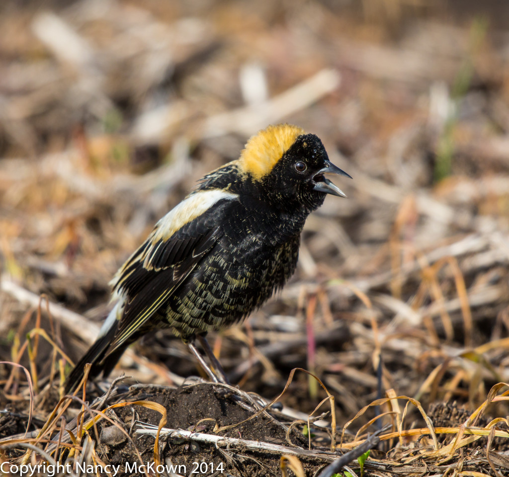 Photo of Male Bobolink