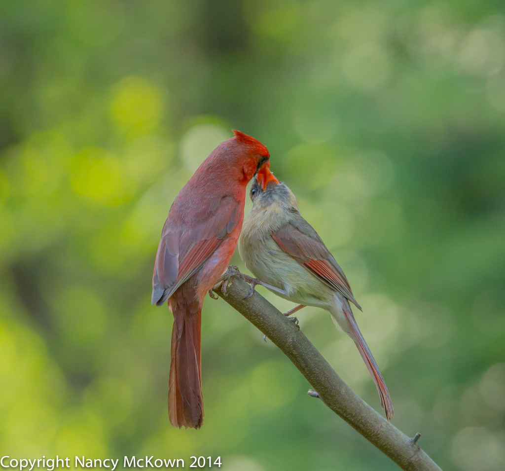 Photo of Courtship Feeding - Two Cardinals