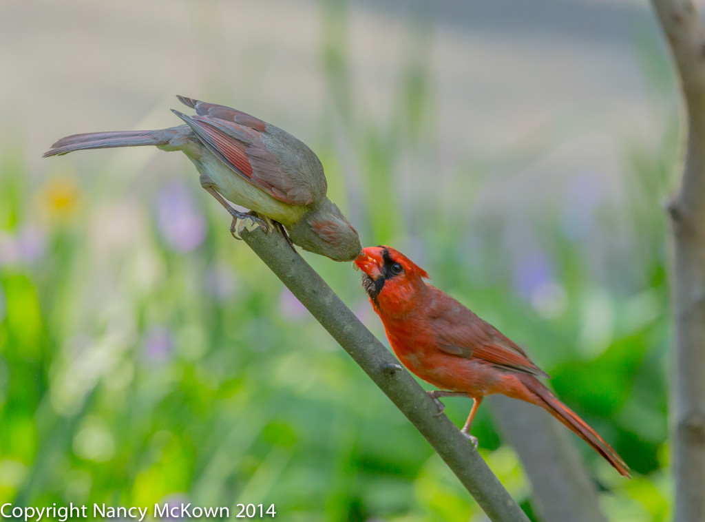 Photo of Cardinals - Mate Feeding