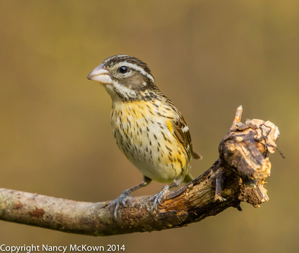 Photo of Female Red Breasted Grosbeak