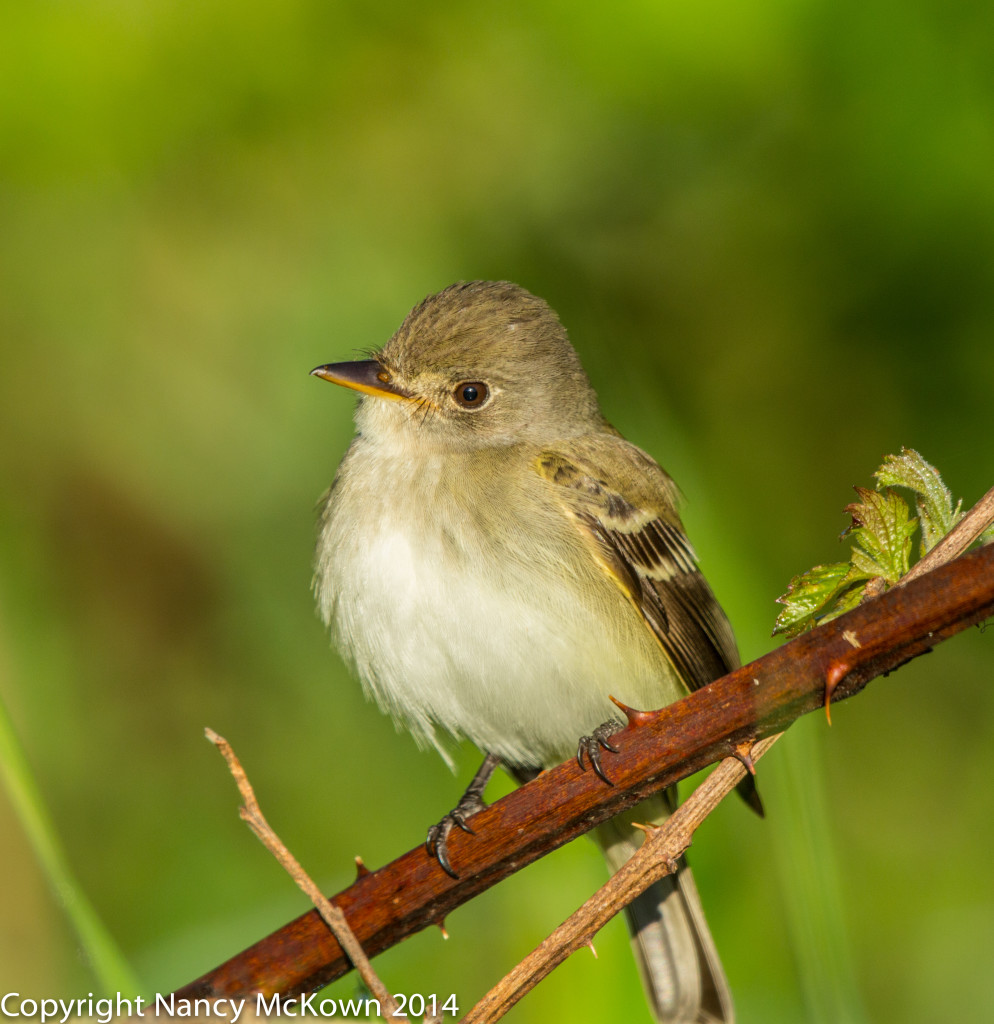 Flycatcher Photo