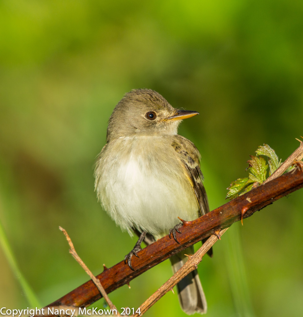 Photo of Flycatcher