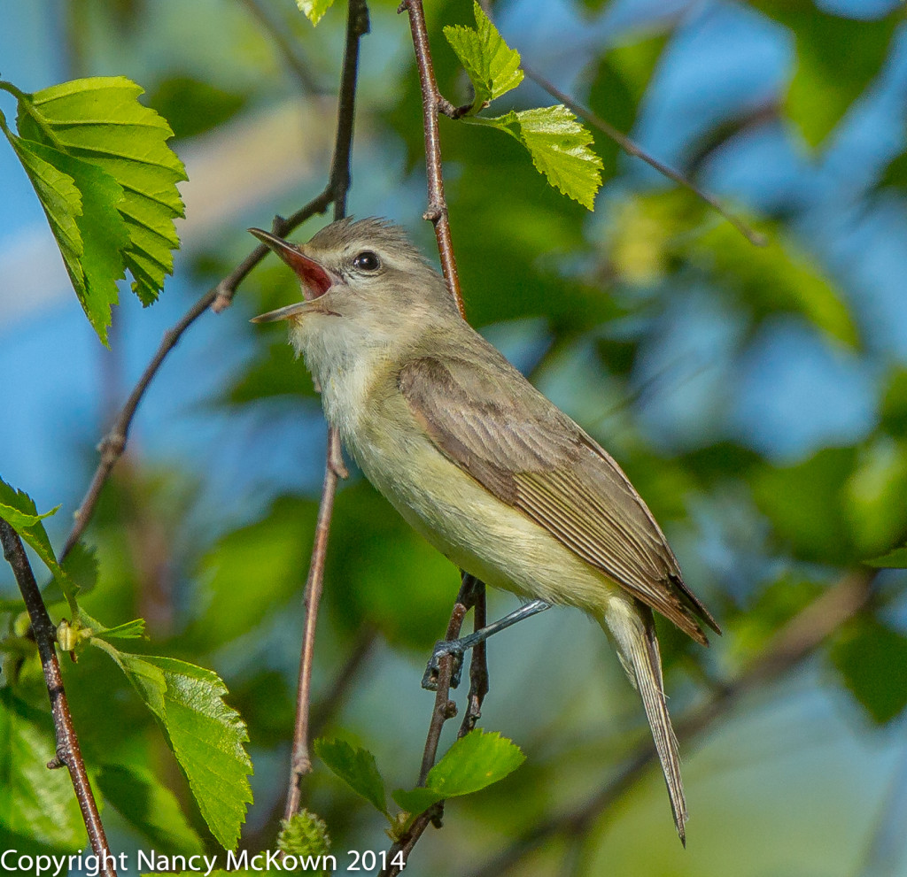 Warbling Vireo