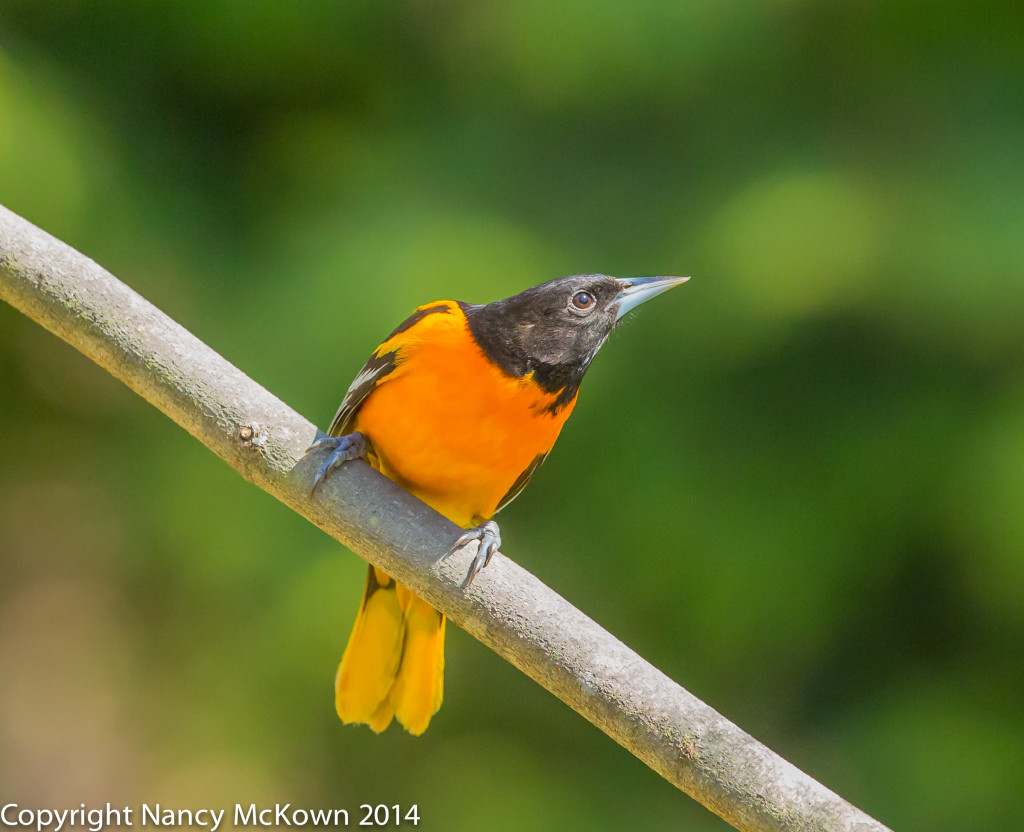 Photo of Male Baltimore Oriole