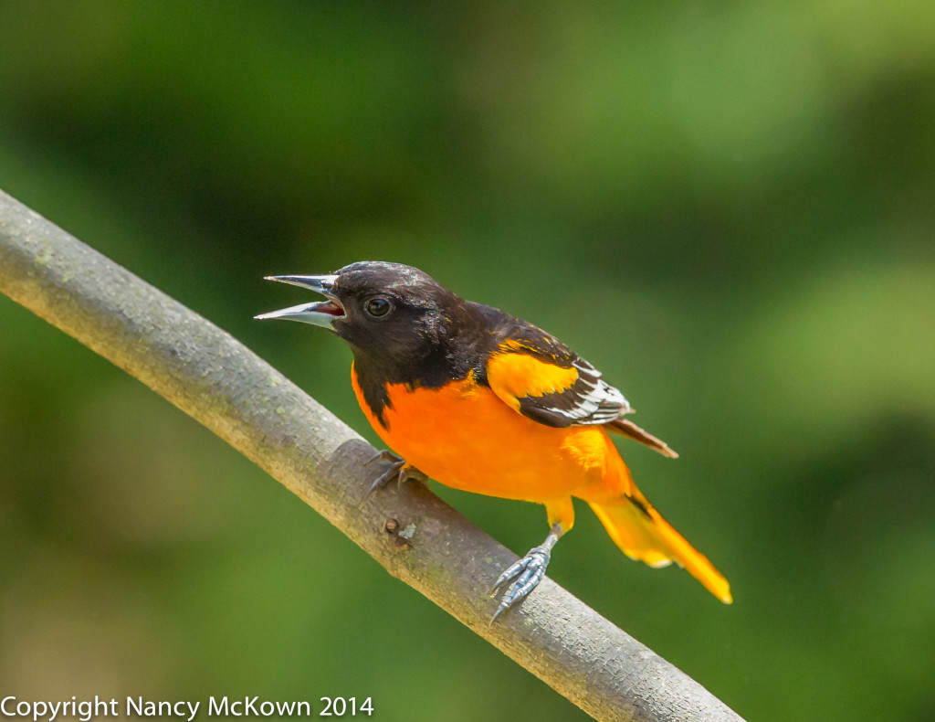 Photo of Male Baltimore Oriole