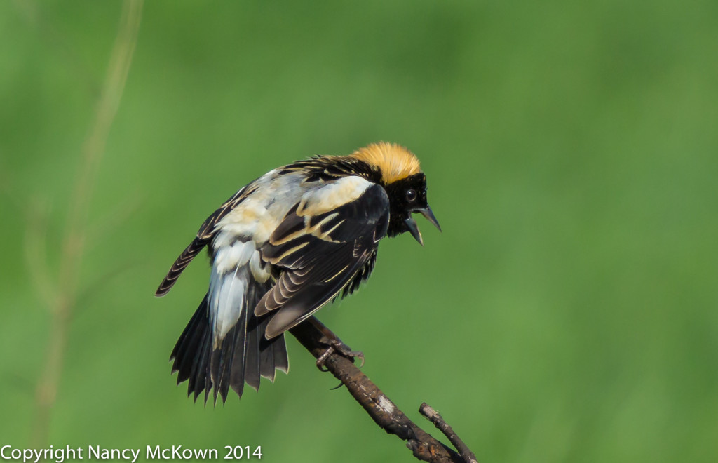 Photo of Male Bobolink