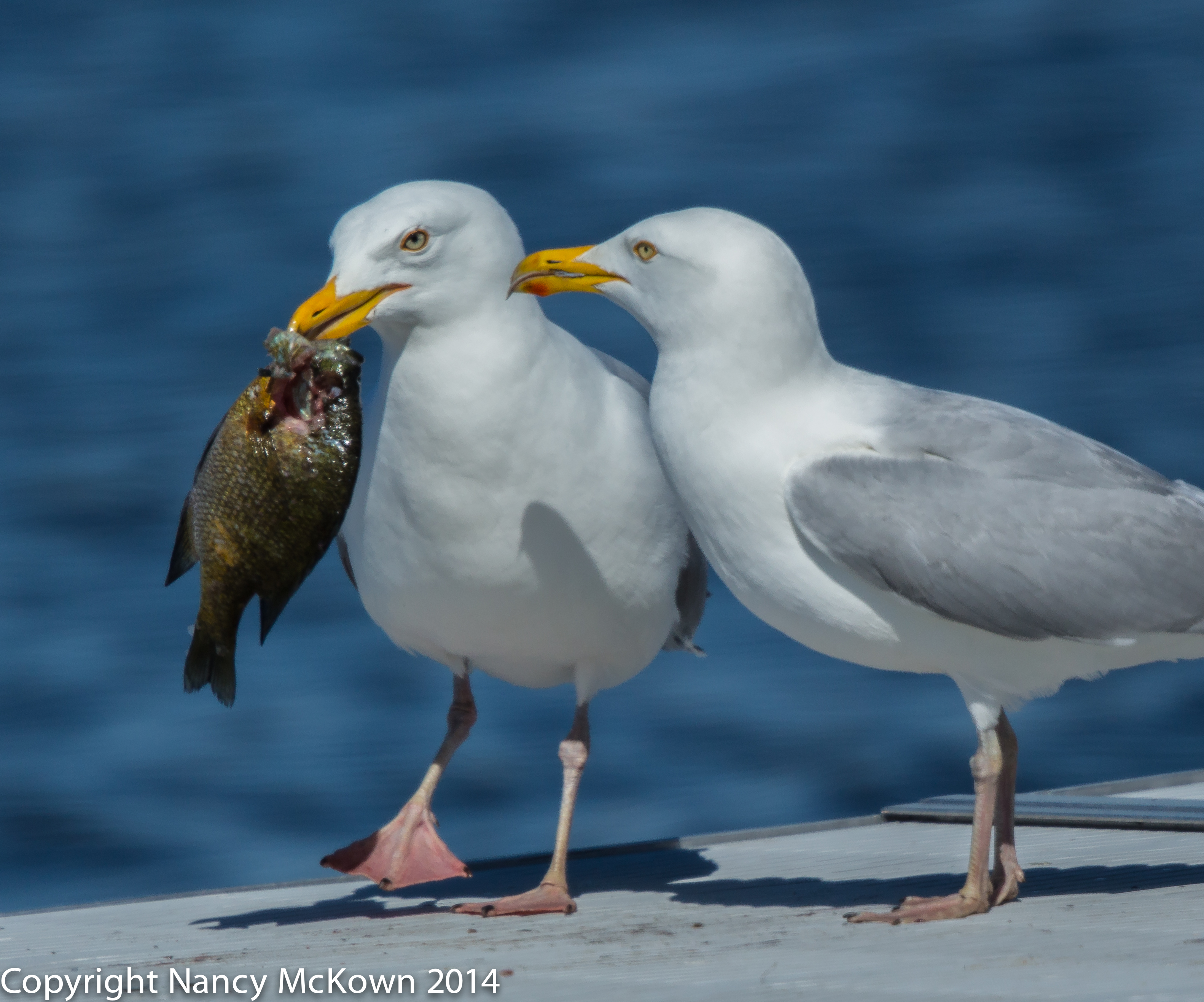 Photographing Herring Seagulls “Sharing” a Bluegill | Welcome to