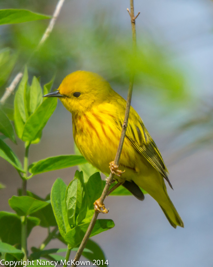 Photo of Yellow Warbler