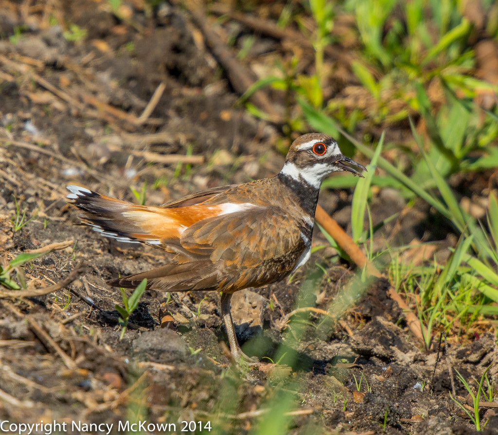 Photo of Killdeer