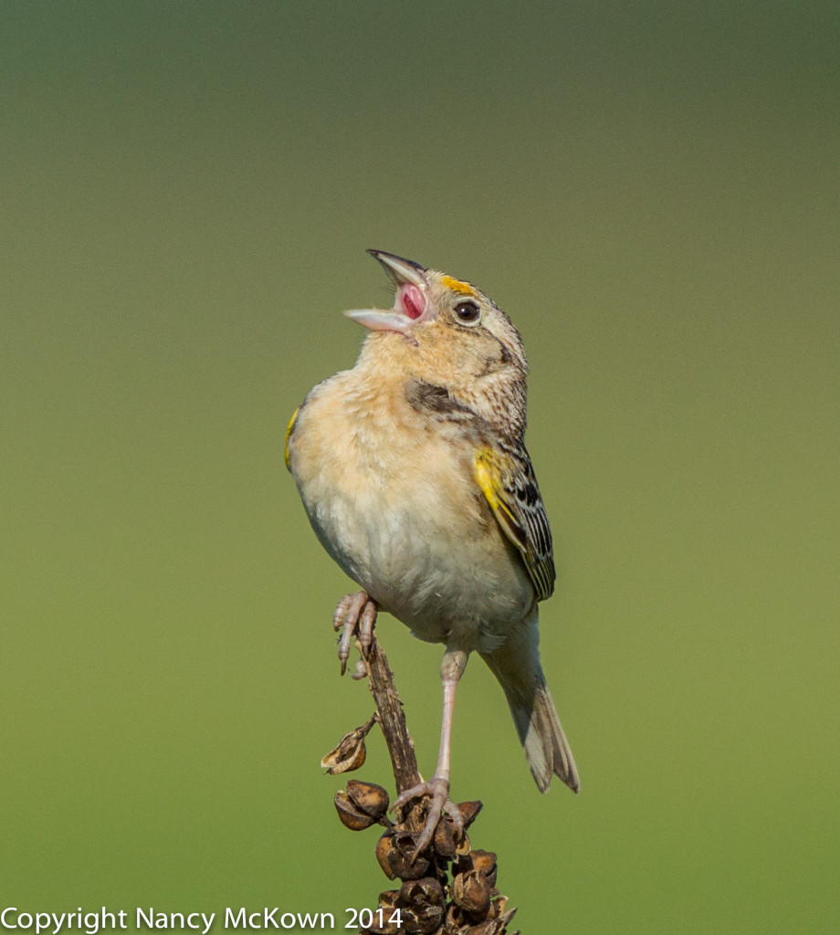 Photo of Grasshopper Sparrow