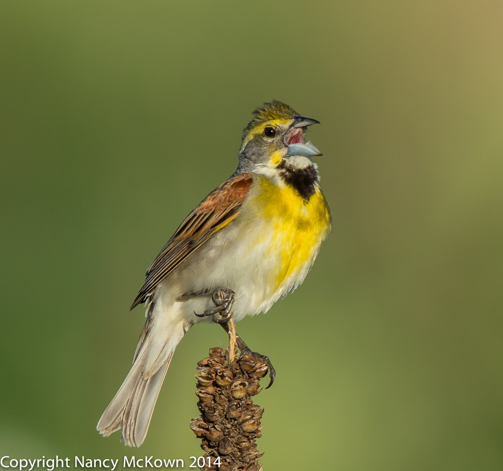 Photo of Male Dickcissel