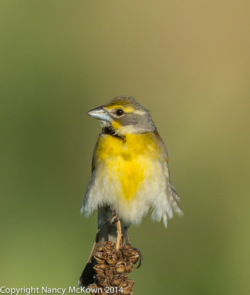 Photo of Male Dickcissel