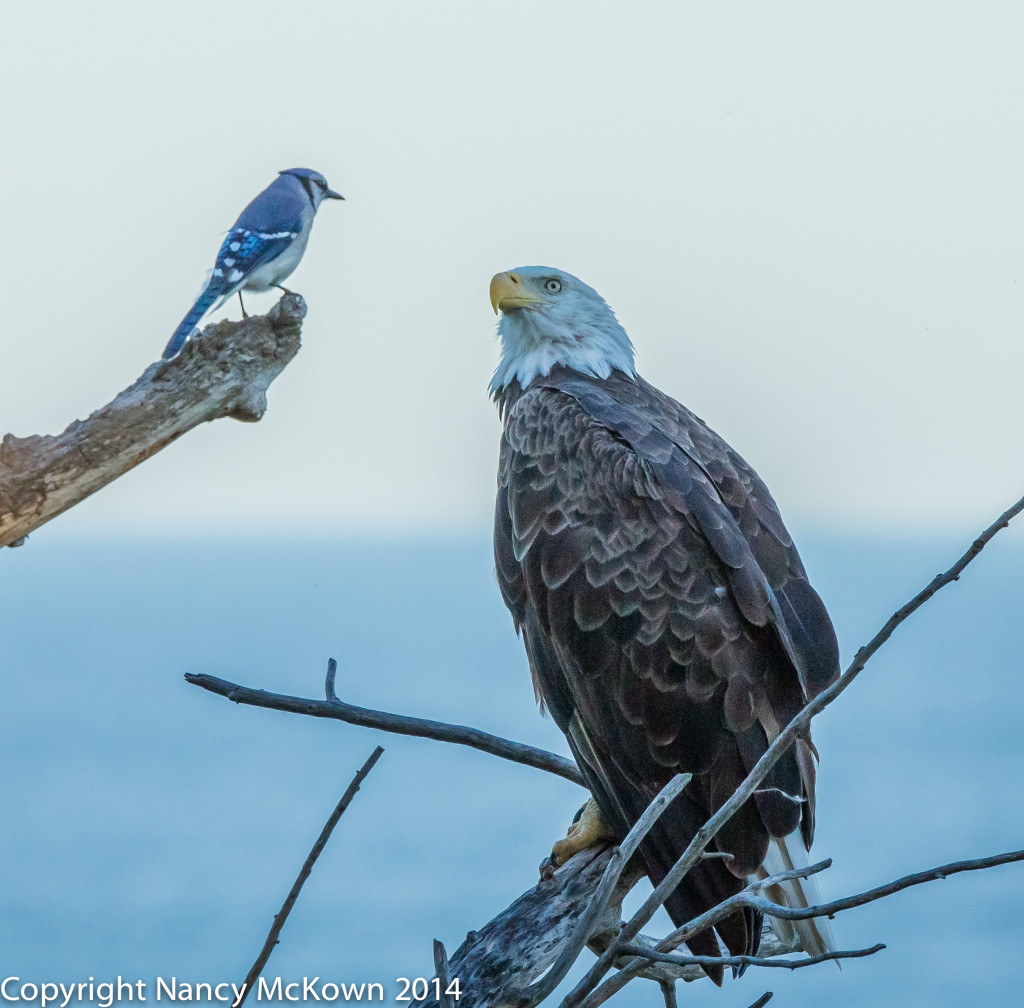 Photo of Bald Eagle With Blue Jay