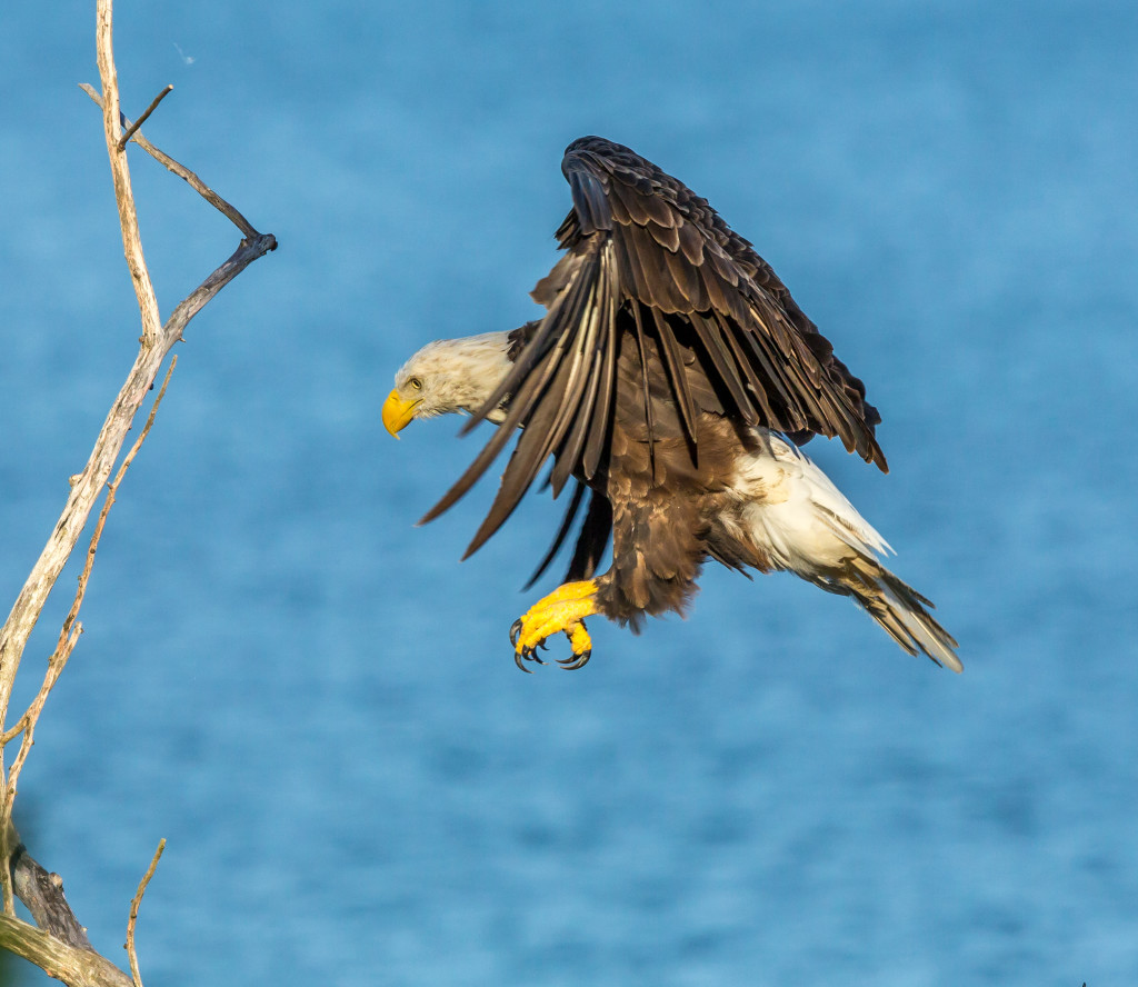 Photo of Bald Eagle