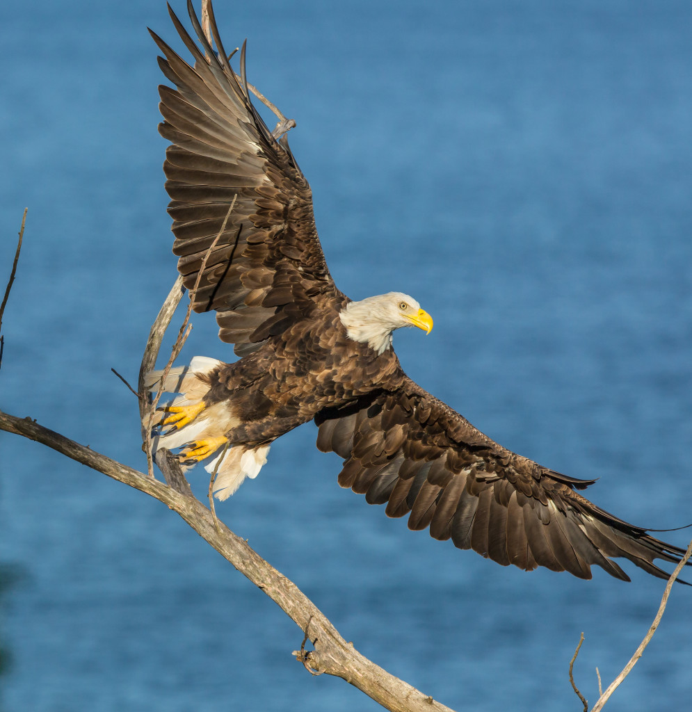 Photo of Bald Eagle