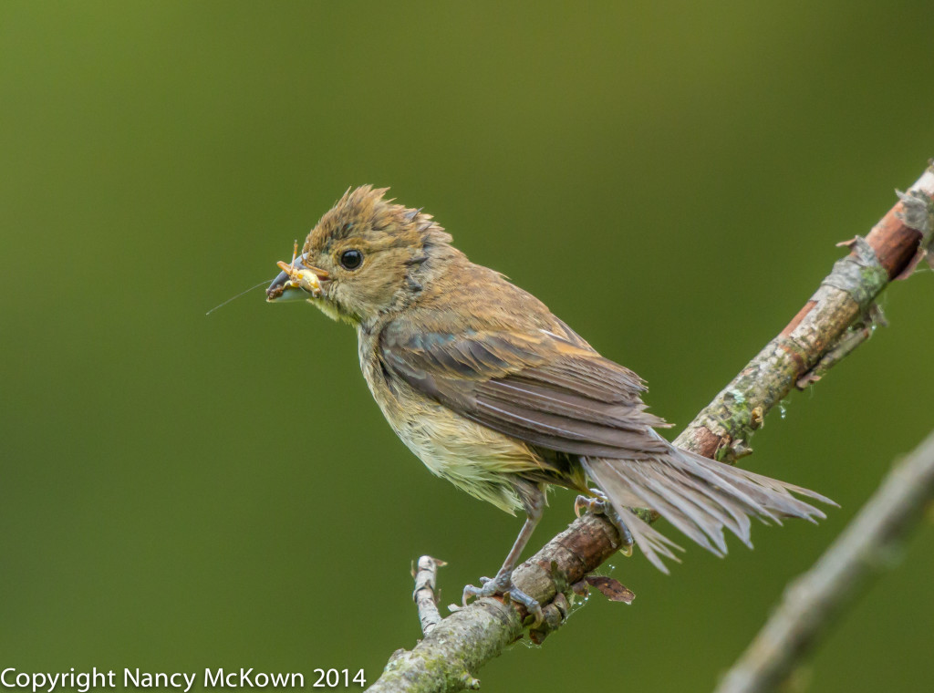 Photo of Female Indigo Bunting