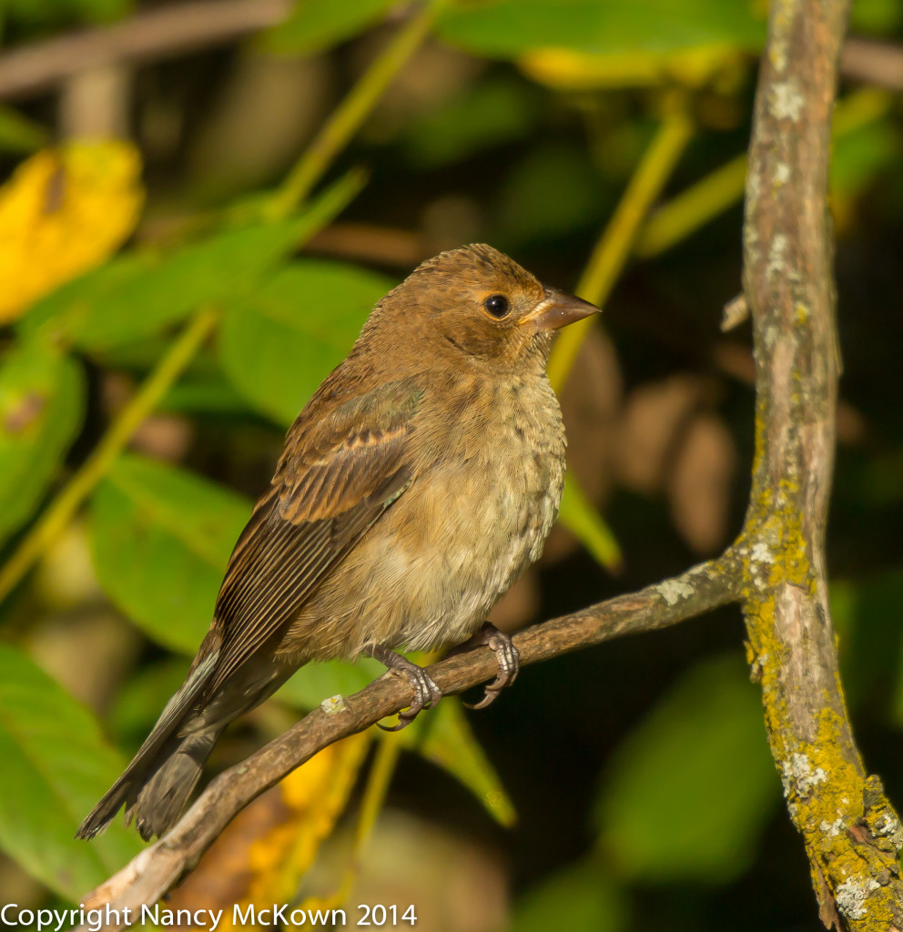 Photo of Juvenile Indigo Bunting