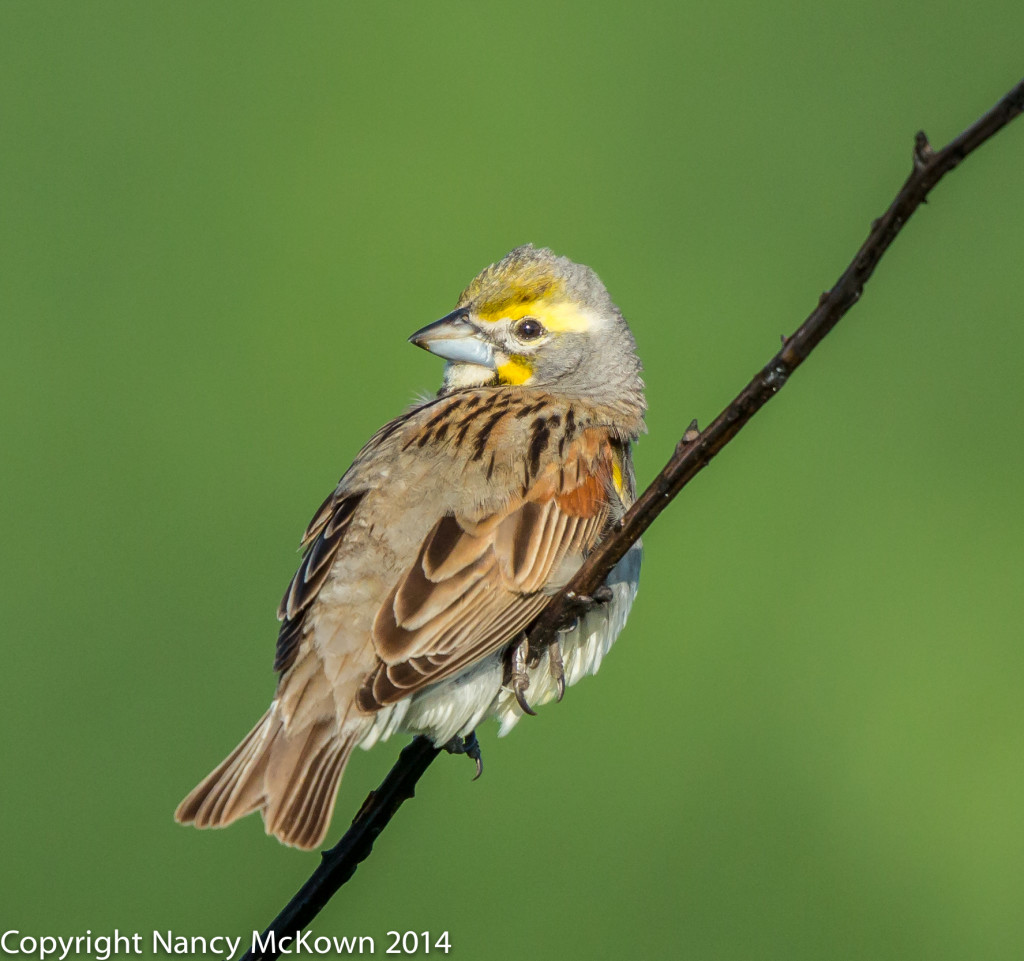 Photo of Dickcissel