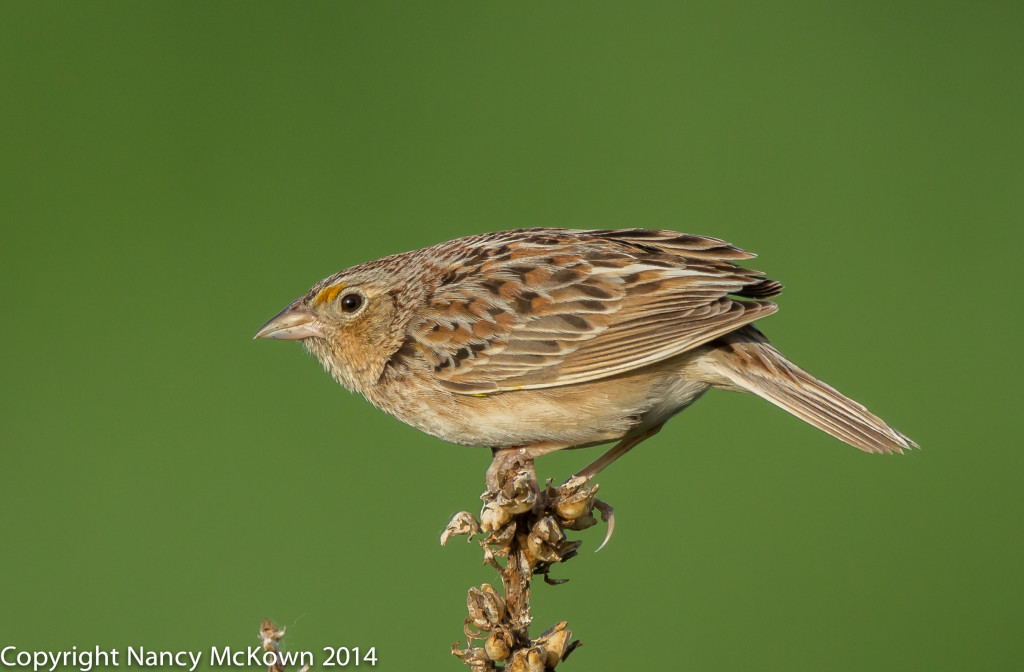 Photo of Grasshopper Sparrow