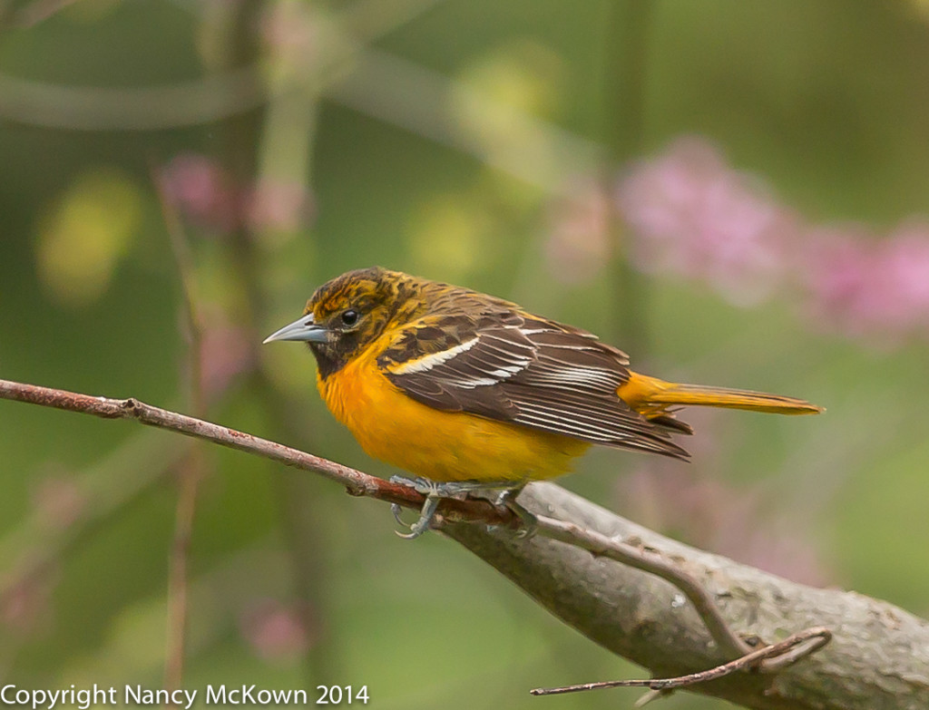 Photo of Female Baltimore Oriole