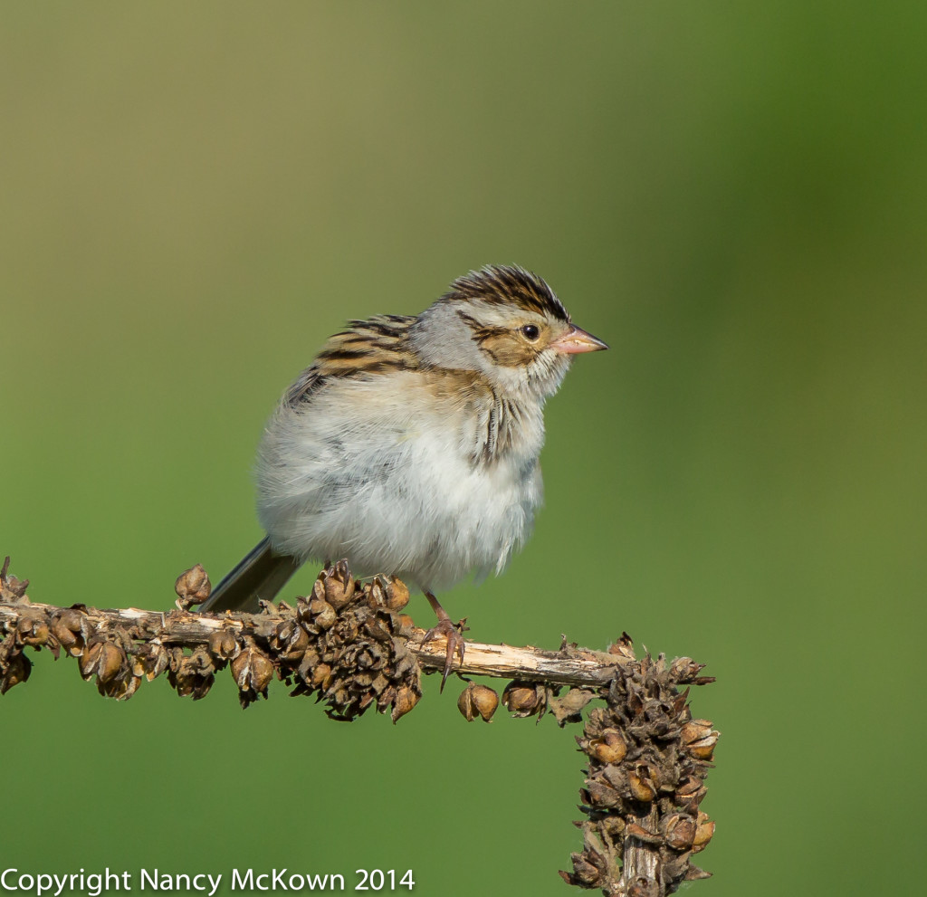 Photo of Clay Colored Sparrow