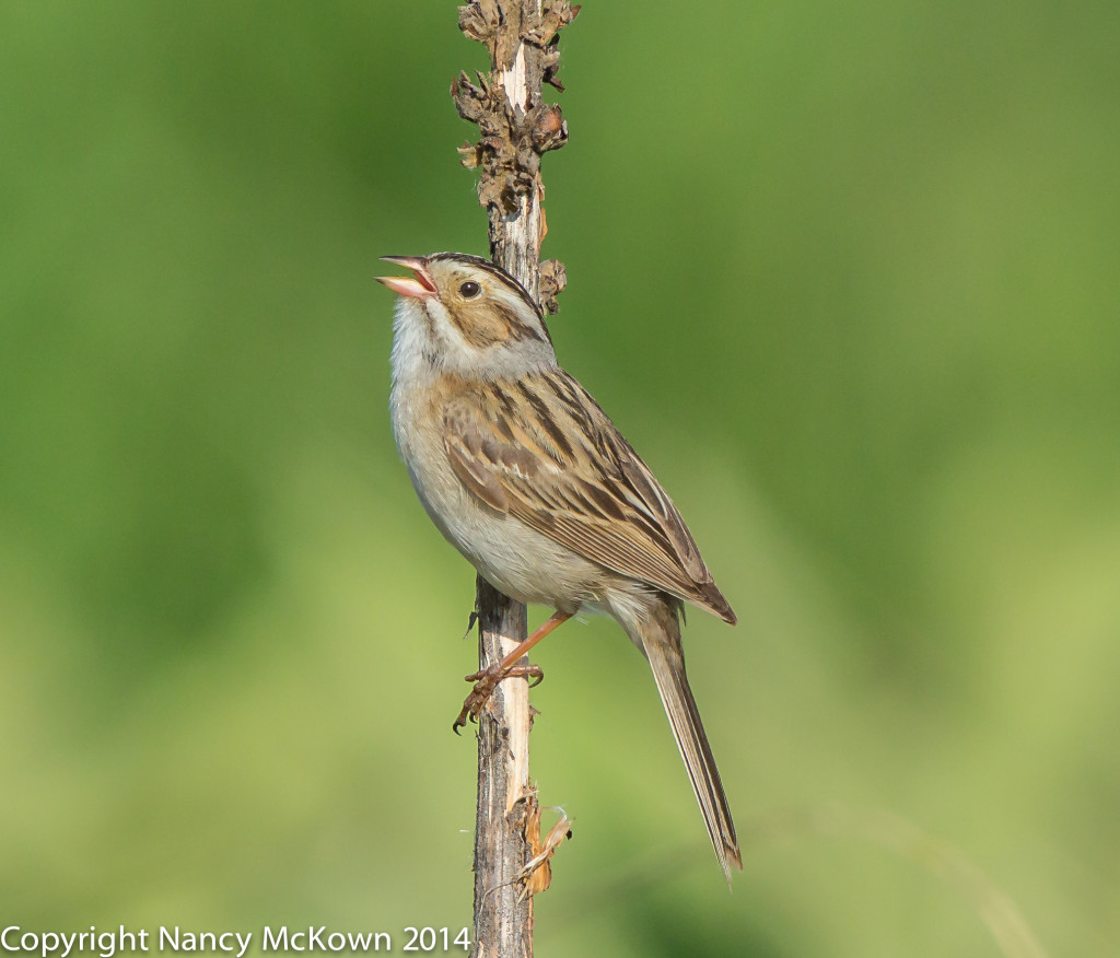 Photo of Clay Colored Sparrow