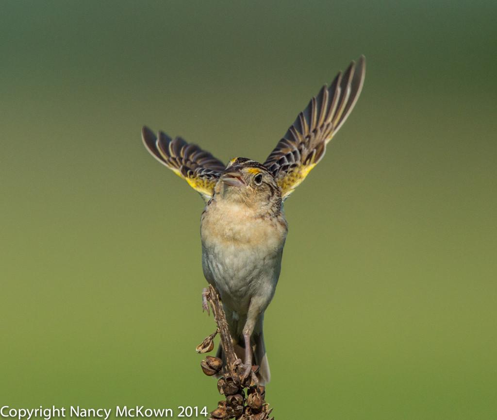 Photo of Grasshopper Sparrow