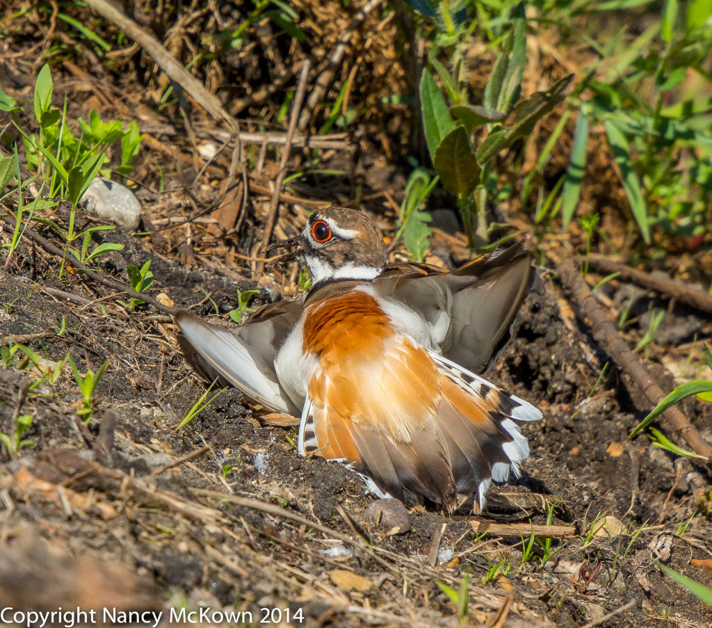 Photo of Killdeer