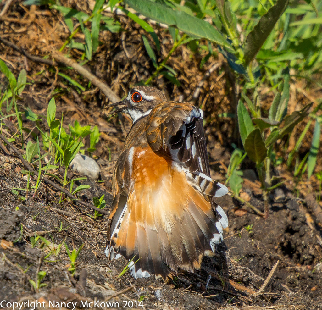 Photo of Killdeer 