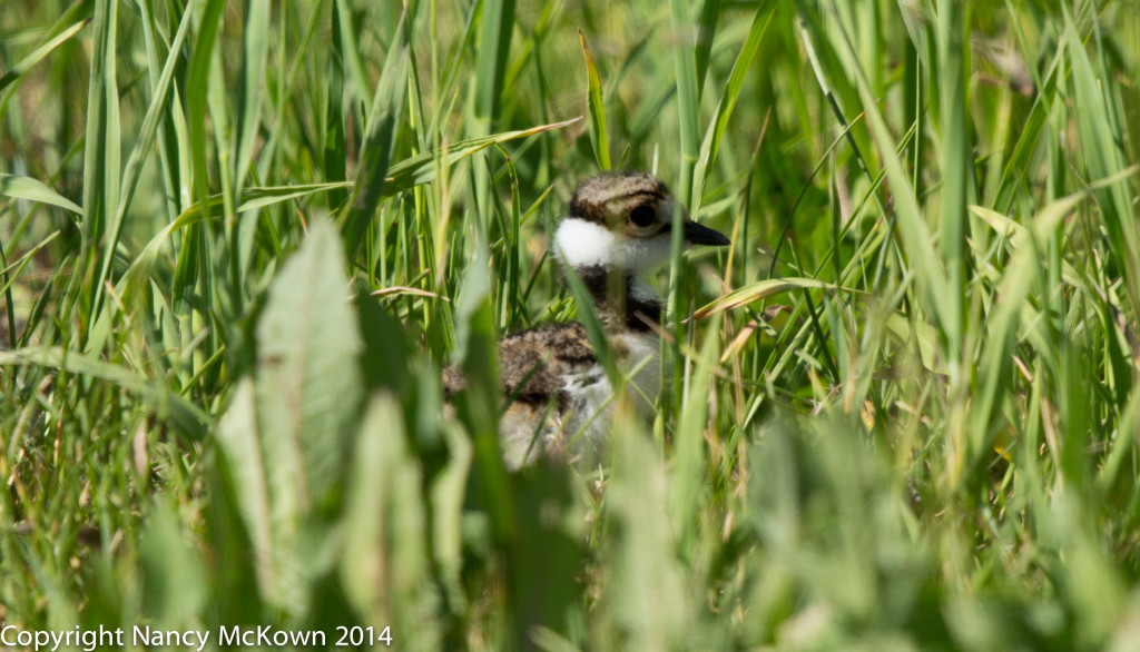 Photo of Killdeer Baby Chick