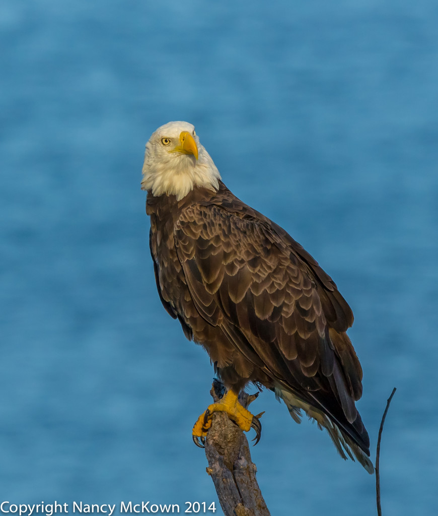 Photo of Perched Bald Eagle