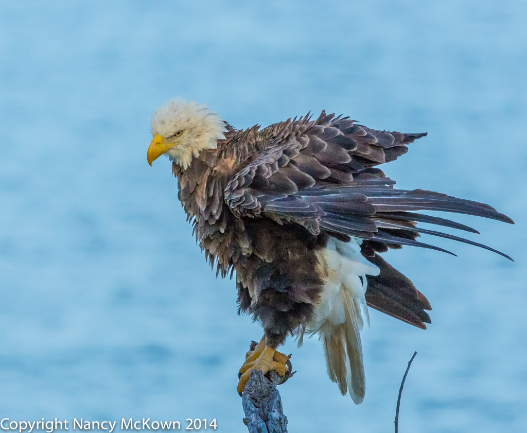 Photo of Perched Bald Eagle