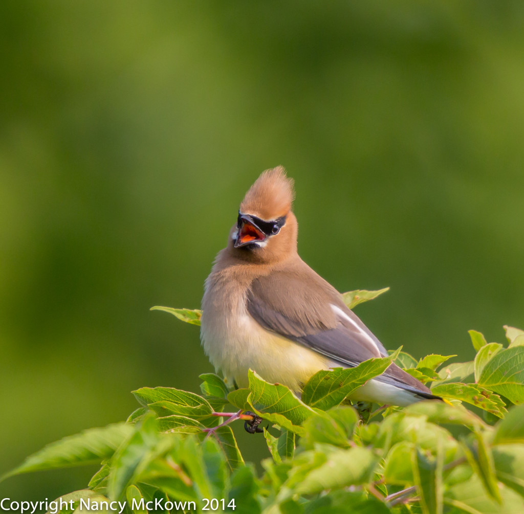 Photo of Cedar Waxwing