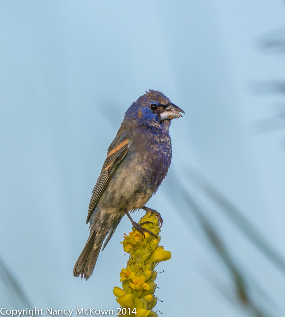 Photo of Male Blue Grosbeak