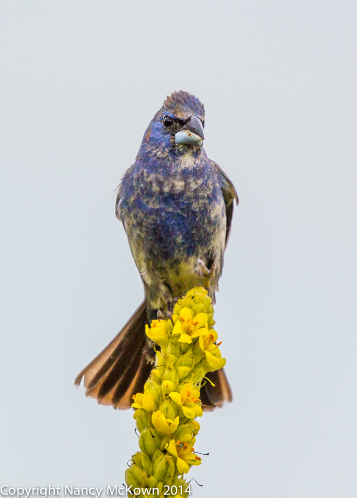 Photo of Male Blue Grosbeak