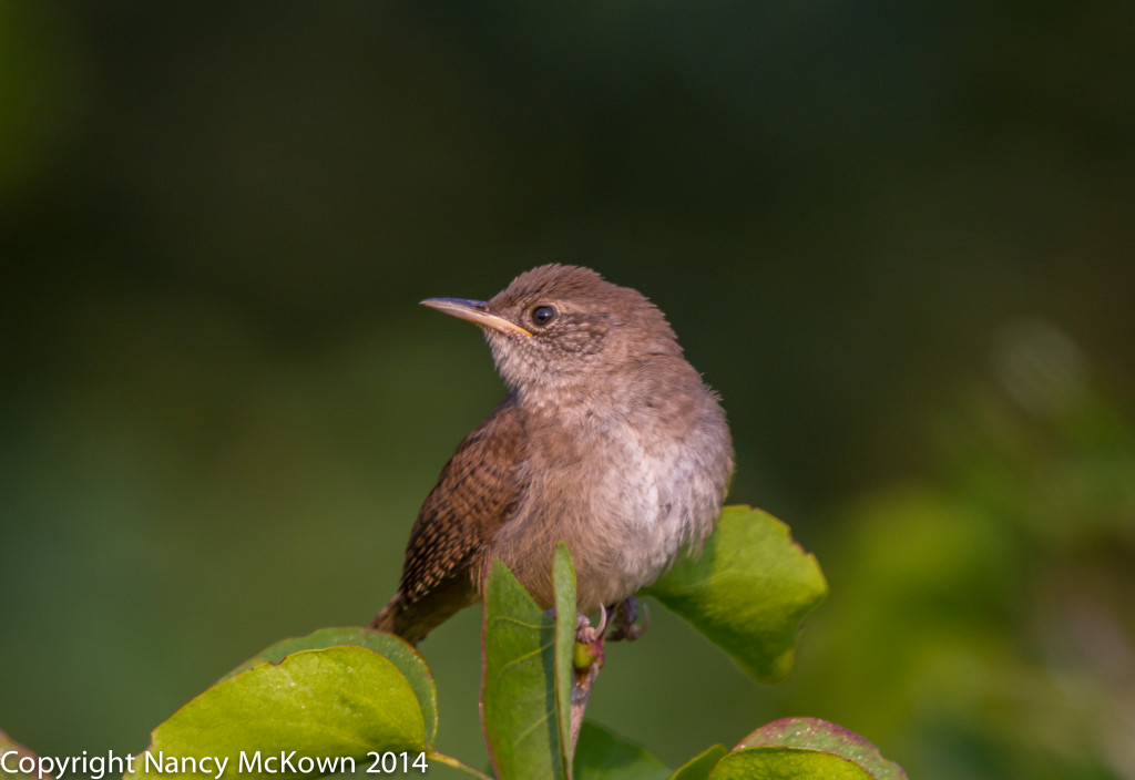 Photo of House Wren