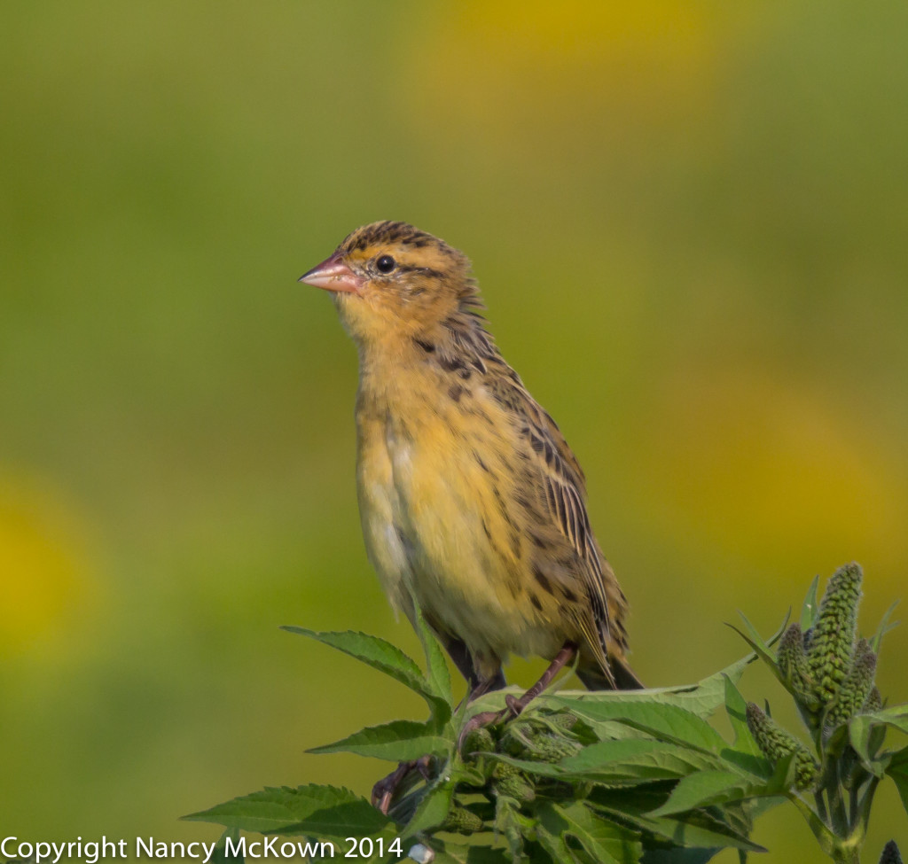 Photo of Female or Juvenile Male Bobolink