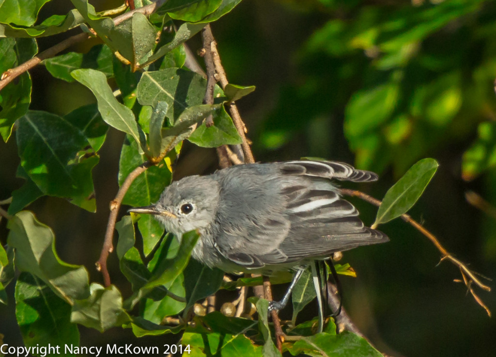 Photo of Blue Grey Gnatcatcher