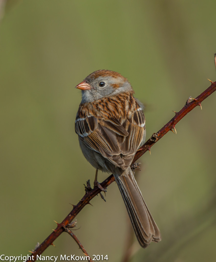 Photo of Field Sparrow