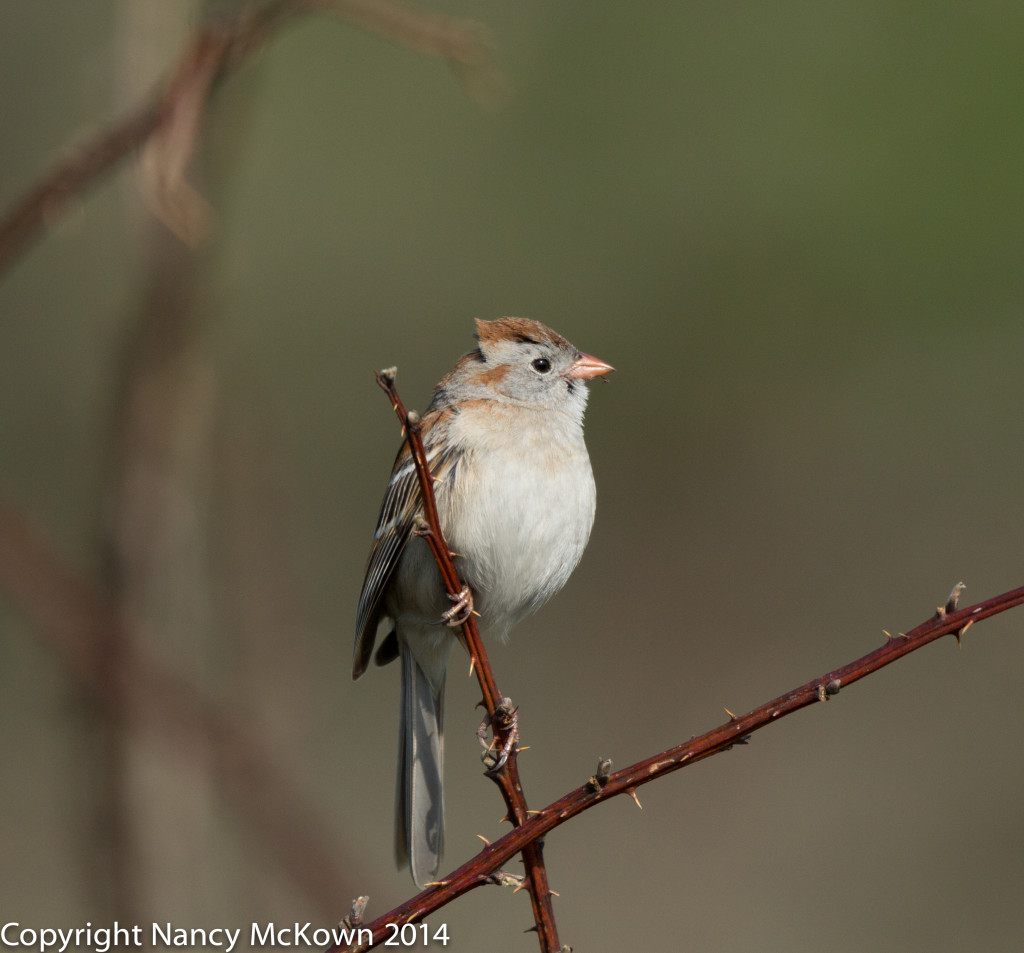 Photo of Field Sparrow