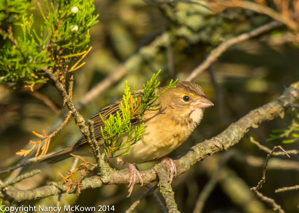 Female Dickcissel