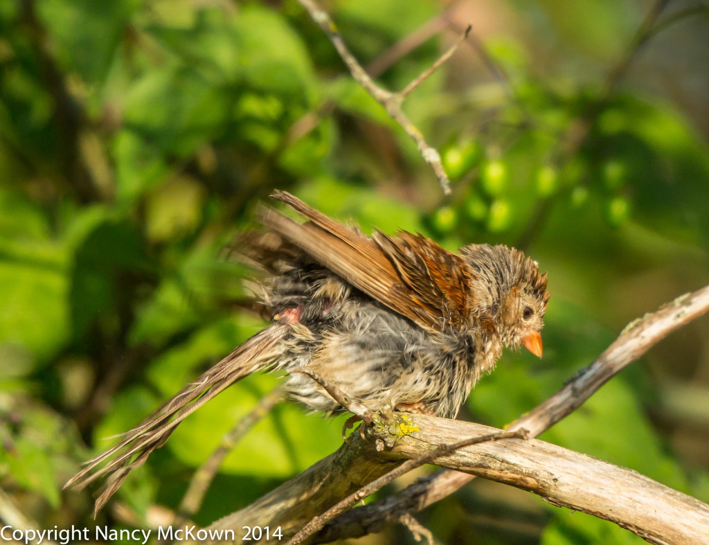 Photo of Field Sparrow